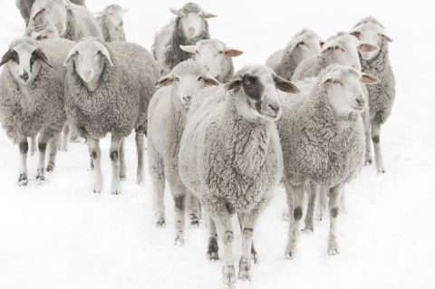 Parábola de las ovejas y los cabritos